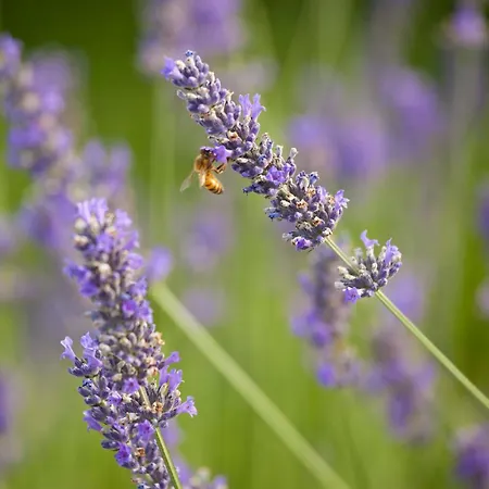 Terraluna Vendégház Saonara