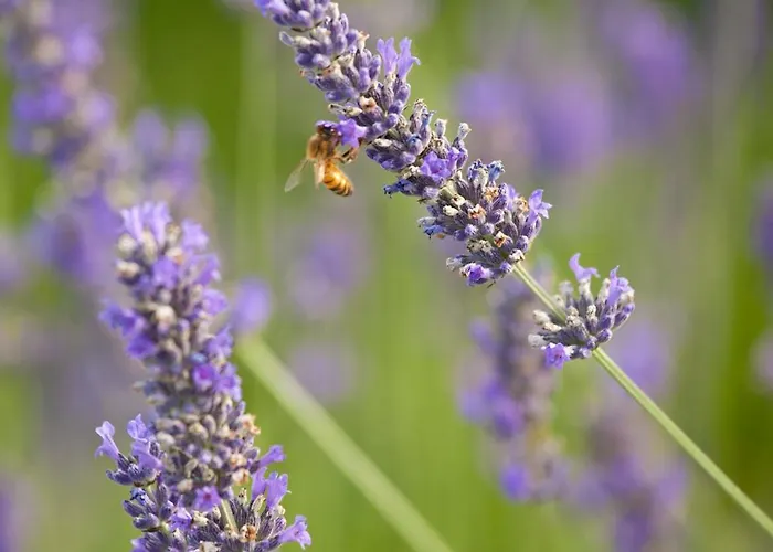 Terraluna Guest house Saonara