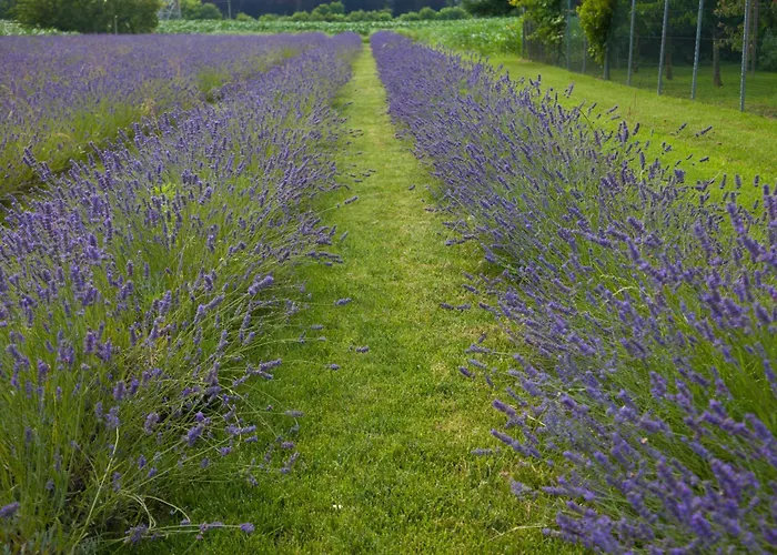 Guest house Terraluna 3*